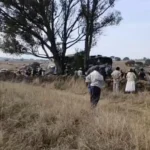 Tragedia en Querétaro mueren 9 tras choque de autobús