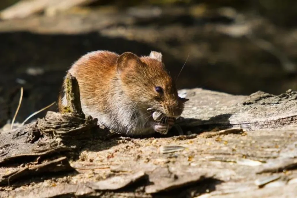 Brote de hantavirus en crucero que zarpó de Argentina deja 3 muertos