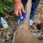 Detectan nuevo caso de Gusano Barrenador en ciervo rojo