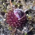 Investigadores BUAP descubren nueva especie de planta carnívora