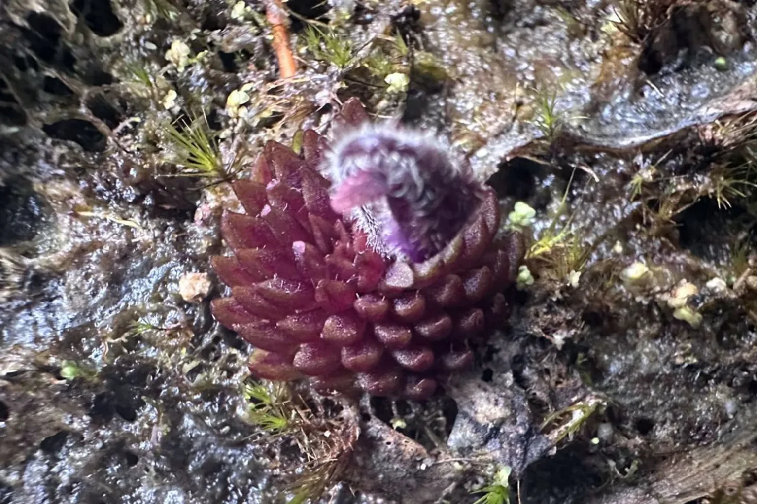 Investigadores BUAP descubren nueva especie de planta carnívora