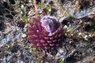 Investigadores BUAP descubren nueva especie de planta carnívora