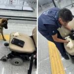 ae pasajero en el AICM Ocultaba casi 9 kilos de cocaína en una silla de ruedas