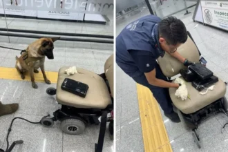 ae pasajero en el AICM Ocultaba casi 9 kilos de cocaína en una silla de ruedas
