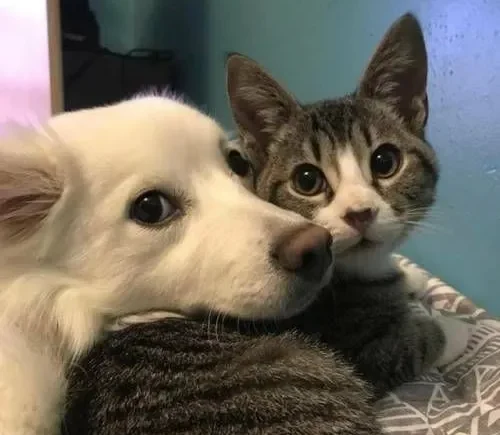¿Por qué te ama tu mascota La ciencia lo explica