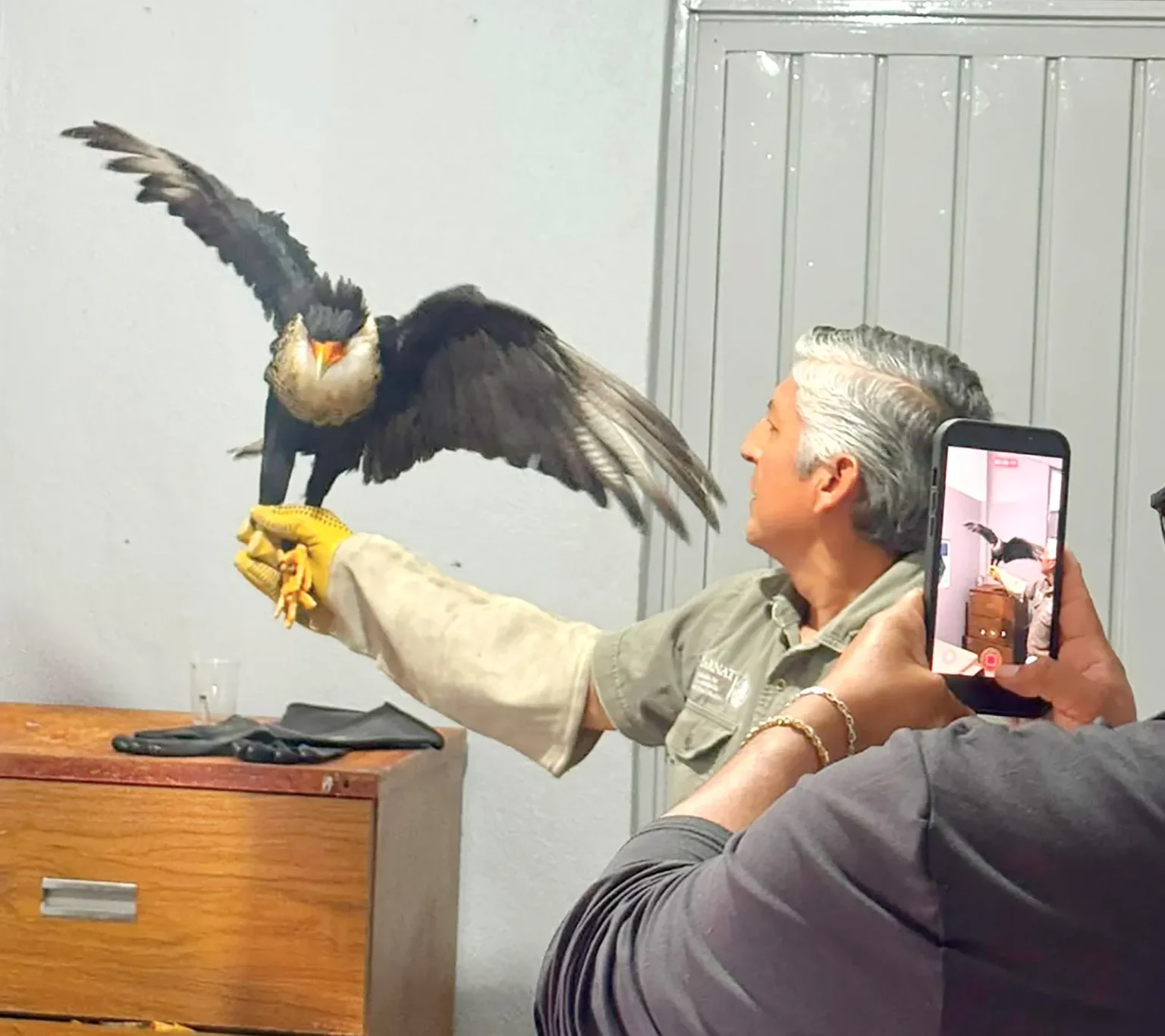 DIF municipal y Gobierno de Texmelucan fortalecen la protección de la fauna silvestre con atención oportuna