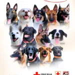 Día Mundial del Perro Cruz Roja Puebla destaca la labor de sus binomios de búsqueda y rescate