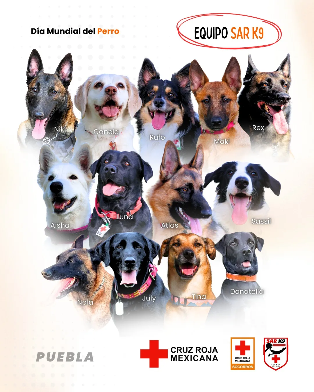 Día Mundial del Perro Cruz Roja Puebla destaca la labor de sus binomios de búsqueda y rescate