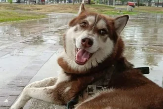 Lucas, el primer perro en México que recibirá pensión alimenticia