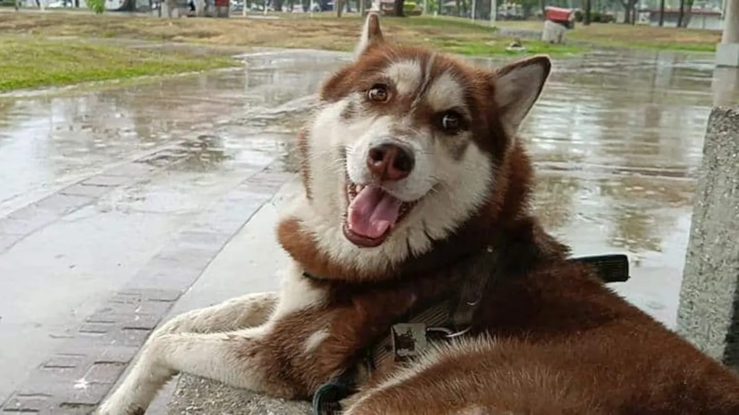 Lucas, el primer perro en México que recibirá pensión alimenticia