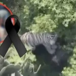 Muere Kenzo, el tigre de Bengala que escapó en Tepetlaoxtoc, tras operativo de captura