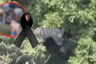 Muere Kenzo, el tigre de Bengala que escapó en Tepetlaoxtoc, tras operativo de captura