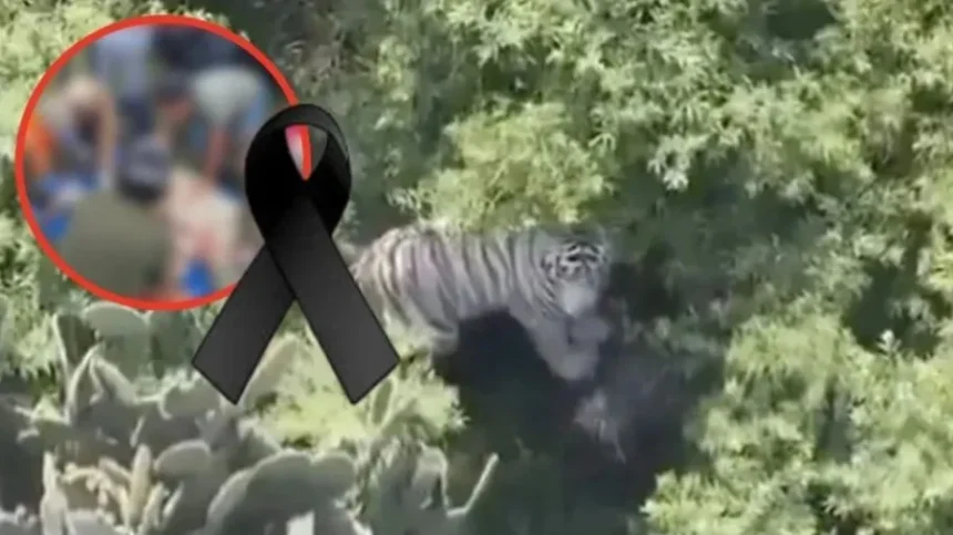 Muere Kenzo, el tigre de Bengala que escapó en Tepetlaoxtoc, tras operativo de captura