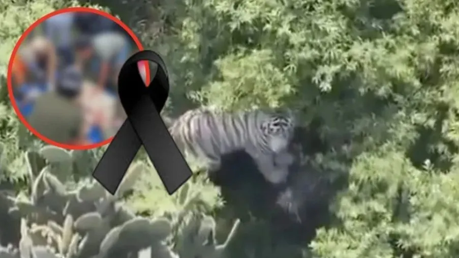 Muere Kenzo, el tigre de Bengala que escapó en Tepetlaoxtoc, tras operativo de captura