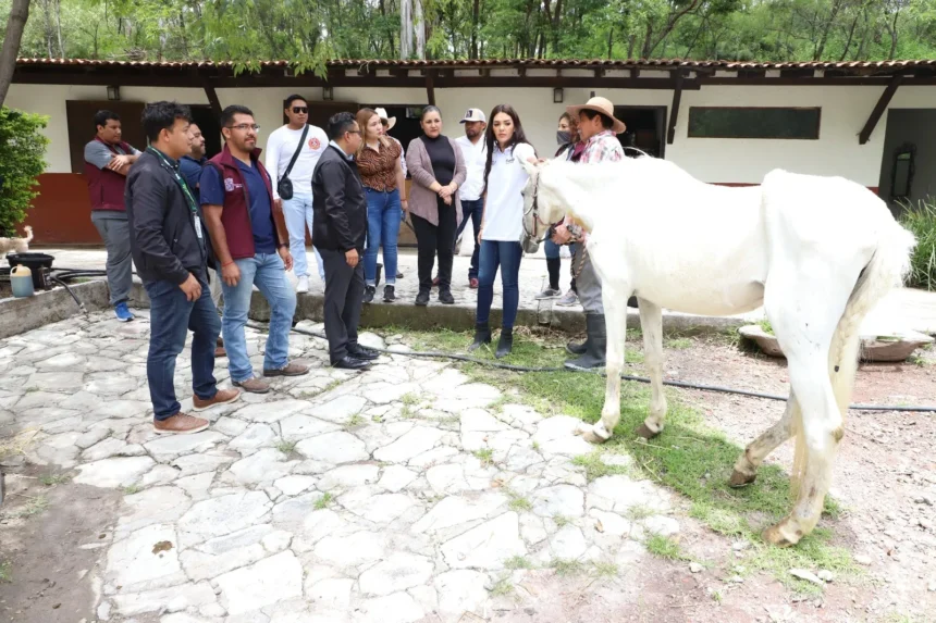 SEDIF y Fiscalía rescatan dos equinos víctimas de crueldad animal