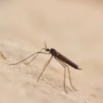 Temporada de lluvias favorece la proliferación de mosquitos y otras plagas urbanas especialista IBERO Puebla