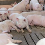 Gana Altosano Granjas Carroll Premio ROI Award 2026 en Smithfield Foods