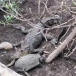 Cocodrilo vuelve a ser captado en la Laguna de San Baltazar, en Puebla