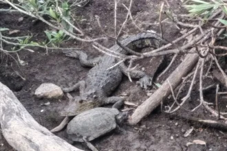 Cocodrilo vuelve a ser captado en la Laguna de San Baltazar, en Puebla