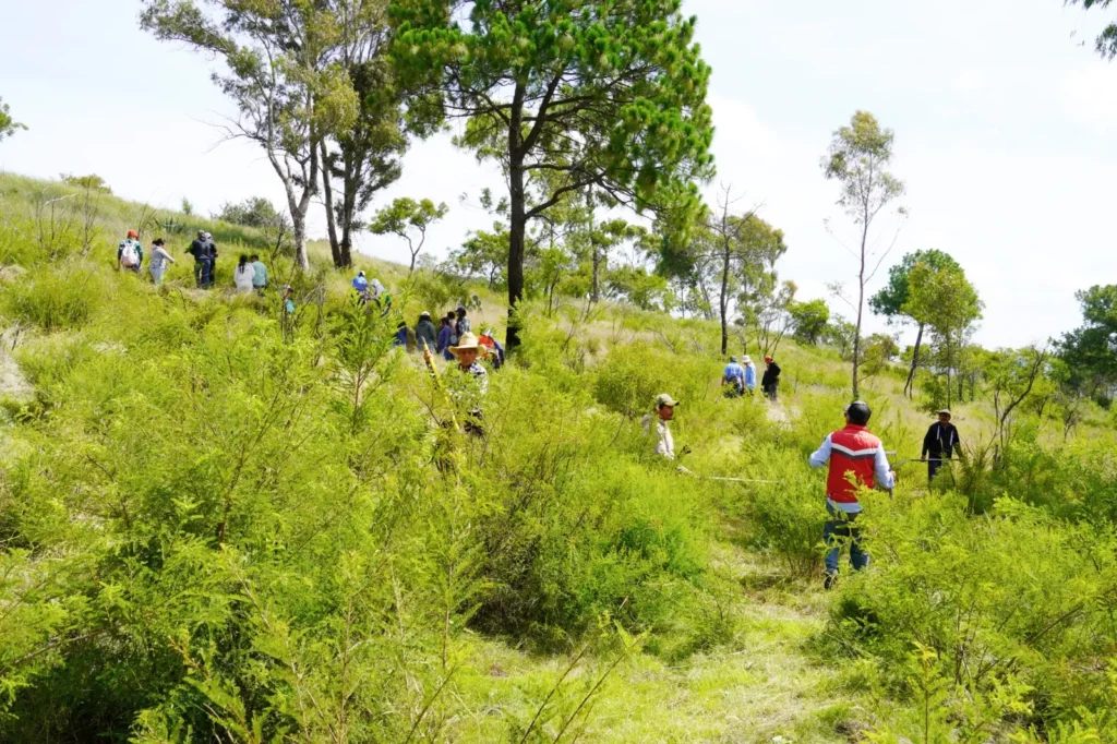 Gobierno de Juan Manuel Alonso incrementa 52% la plantación de árboles para recuperar espacios públicos en Texmelucan